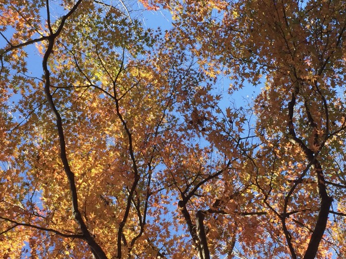 高尾山の紅葉